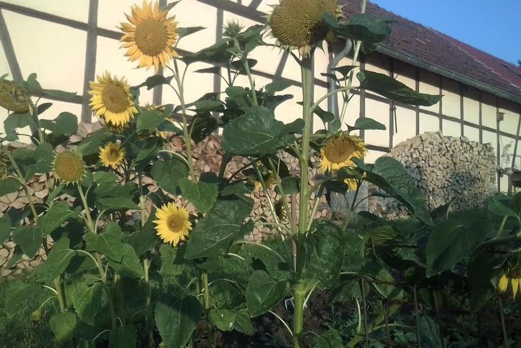 Apartamento Loft Eifel Idylle Nettersheim Exterior foto
